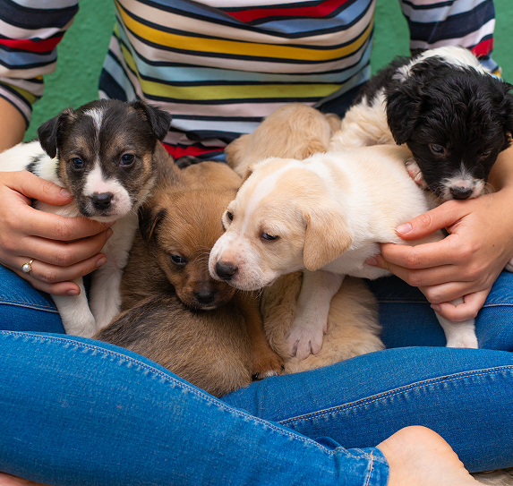 many puppies in a woman's lap